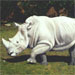rhinocerous01